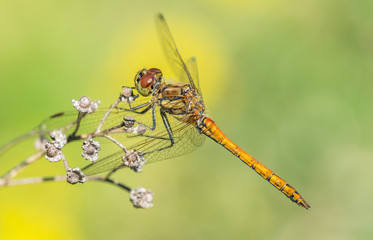 Dragonfly