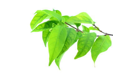 green leaf, Wrightia religiosa Benth