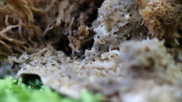 Larvae of mushroom flies eat the fungus boletus
