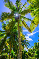 Fototapeta premium palm sun top