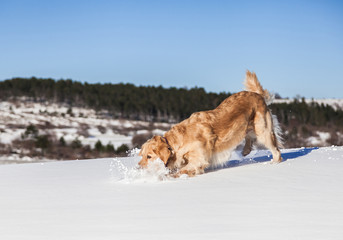 Labrador retriever dog playing in snow in the winter outdoors 
