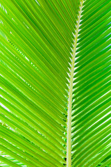 Green palm leaf background