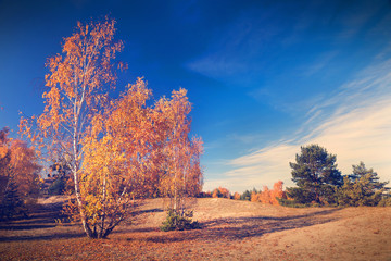 Obraz na płótnie Canvas Autumn trees nature background