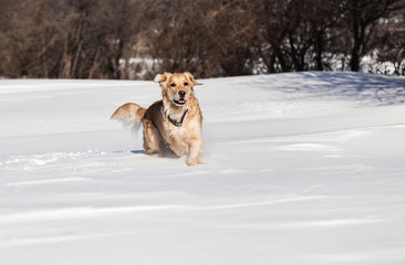 Labrador retriever dog playing in snow in the winter outdoors 