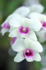 Fototapeta na wymiar Yellow orchids flower