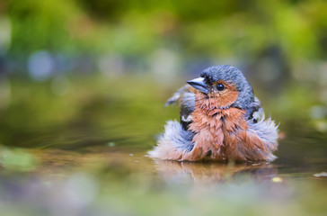 The Chaffinch bathe