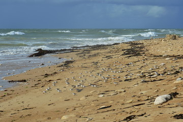 Vögel an der AtlantikKüste