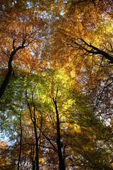 Baumkronen im Herbst