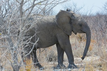 Junger Elefant im Etosha Nationalpark