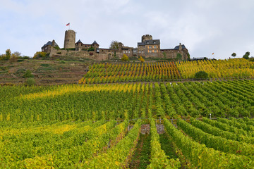 Fototapeta na wymiar Weinberge mit Blick zur Burg Thurant, Alken und die Mosel im Hintergrund