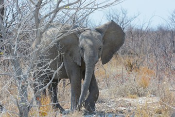 Junger Elefant im Etosha Nationalpark