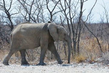Fototapeta premium Junger Elefant im Etosha Nationalpark