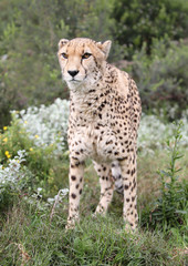 Naklejka na ściany i meble wild cheetah, South Africa.