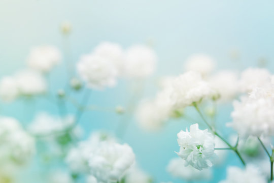White flower on blue background.