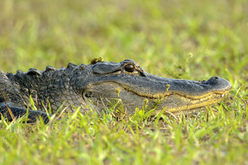 American Alligator (Alligator mississippienus), Arthur R Marshall National Wildlife Reserve,...