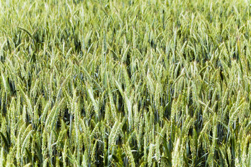 green cereals . spring