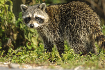 Obraz premium Raccoon (Thalasseus sandvicensis), Arthur J Marshall National Wildlife Reserve - Loxahatchee, Florida, USA