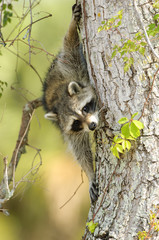 Obraz premium Raccoon (Procyon lotor) in a tree, Arthur J Marshall National Wildlife Reserve - Loxahatchee, Florida, USA