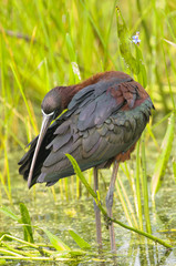 Glossy Ibis (Plegadis falcinellus), Green Cay Nature Centre, Delray Beach, Florida, USA