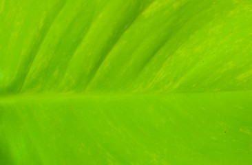 green background texture