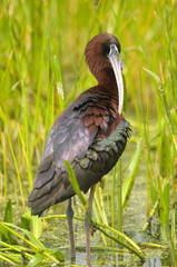 Glossy Ibis (Plegadis falcinellus), Green Cay Nature Centre, Delray Beach, Florida, USA