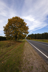 the autumn road  