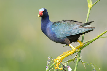 Purple Galinule (Porphyrio martinica),  feeding in Pickerel Weed, Green Cay Nature Centre, Delray Beach, Florida, USA