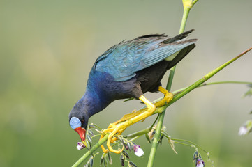 Purple Gallinule feeding in Pickerel weed,  Arthur J Marshall National Wildlife Reserve, Florida, USA