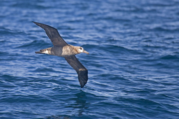 Black-footed Albatross, Phoebastria nigripes gliding above the waves