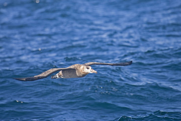 The Black-footed Albatross, Phoebastria nigripes skimming the waves