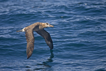 The Black-footed Albatross, Phoebastria nigripes in flight
