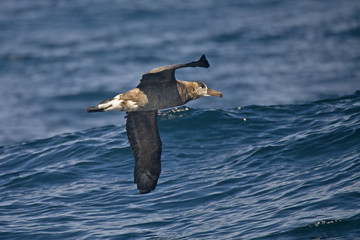 The Black-footed Albatross, Phoebastria nigripes flying