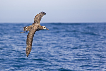 The Black-footed Albatross, Phoebastria nigripes gliding above the waves