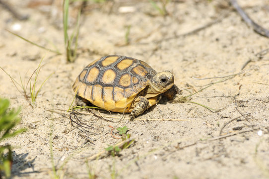 (Gopherus polyphemus), Merritt Island National Wildlife Reserve, Florida, USA