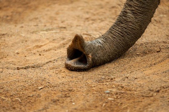 Fototapeta Elefantenrüssel