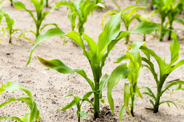 corn plants  an agricultural field