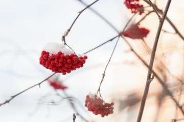 Frozen rowanberry under the snow