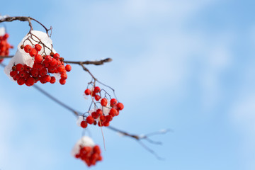 Frozen rowanberry under the snow