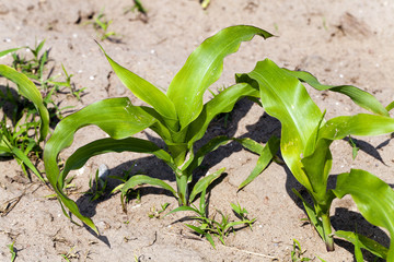 corn plants  an agricultural field