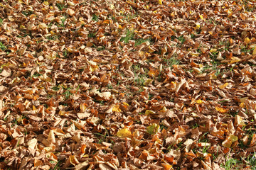 Wiese mit bunten Blättern / Laub im Herbst