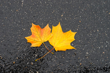 Yellow maple leaves on wet asphalt