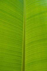 banana leaf