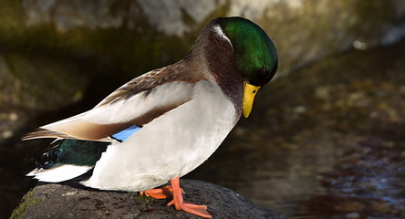 canard colvert