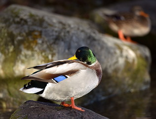 canard colvert