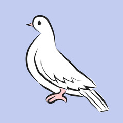 Pigeon 