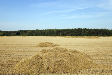 Fototapeta premium agricultural field. wheat
