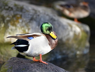 canard colvert