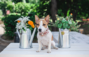 Jack Russell Terrier on the flowers background