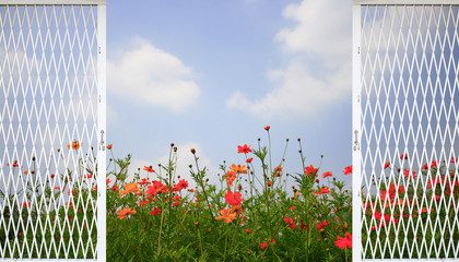 cosmos flower and blue sky background