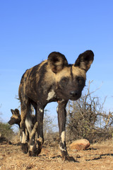 African Wild Dog (Painted Wolf)